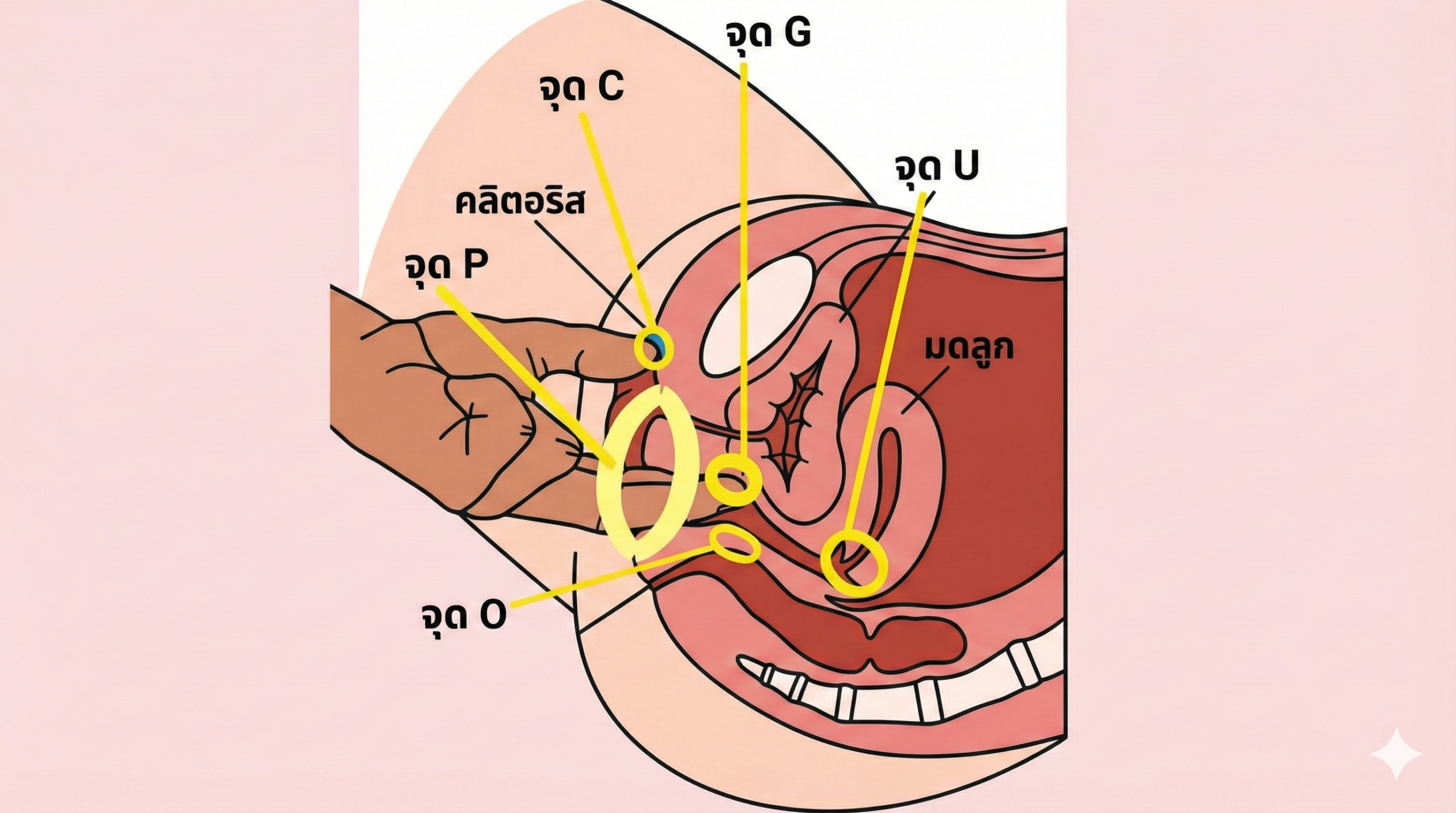 ภาพภายในแสดงตำแหน่งจุดอ่อนไหวและจุดสุดยอดของผู้หญิง เพื่อการเรียนรู้โครงสร้างร่างกาย